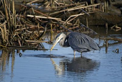 Great Blue Heron Fishing
Look close to see the minnow in his beak!
