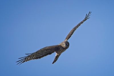 Northern Harrier at Skagit Wildlife Preserve
Northern Harrier shopping for a snack
