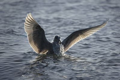 Gulls were going crazy in the low tide, diving for shellfish.  Caught this one just coming up out of the water.
Keywords: Glaucous Winged Gull Clamming at Picnic Point