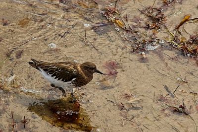 Black Turnstone on a Santa Barbara Beach
I found this little one on a beach in Santa Barbara, actually in Goleta, on our Spring 2020 trip down to Arizona.
