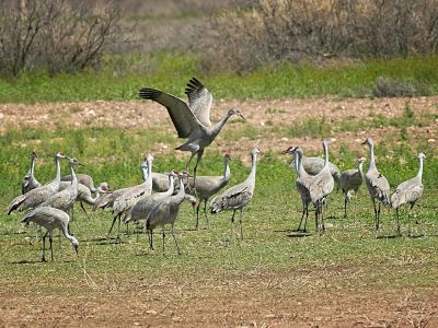 Sandhill Cranes at Whitewater Draw
This was taken on our Spring 2020 trip to Arizona, but it finds a home in my "Birds" album as one of my better Sandhill Crane pictures.
