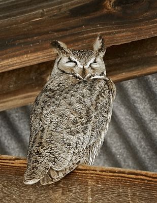 Keeping an Eye Out
Great Horned Owl in the "Owl Shed" at Whitewater Draw Wildlife Preserve near Willcox, AZ.  This is an open, but artificial, nesting "shed" that is actually right next to the parking lot.  Mamma is on the nest at the other end of the shed.
Keywords: GREAT HORNED OWL, OWL
