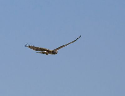 Northern Harrier at Whitewater Draw
This Northern Harrier showed up just as we thought we were finished for the day.  Just at the parking lot, this fella decided it was time to look for dinner.
Keywords: Northern Harrier