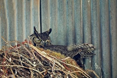 Don't Even Think About It
Mamma Great Horned Owl patiently sits her nest, and eyes al the visitors pointing bug black, shiny things at her.
Keywords: GREAT HORNED OWL