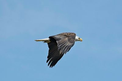 Bald Eagle in Flight 1
I got lucky on this shot in that he flew very near to me:  only 56 meters (65 yards) away, and he was not moving very fast.
Keywords: BALD EAGLE;SKAGIT WMA