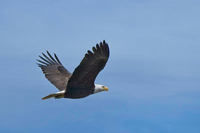 Bald Eagle in Flight 2
This si a shot later in the sequence from #1 above, and twice the distance away.
Keywords: BALD EAGLE;SKAGIT WMA