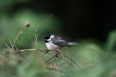 Black-Capped Chikadee
This is a young black-capped chikadee that stopped by with two siblings to feast in the seed feeder behind our porch. 
