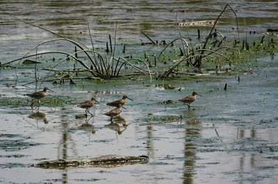 Marbled Godwit Group
These guys appeared while I was occupied by the Great Blue Heron nearby.  They were a bit far away, but still...
