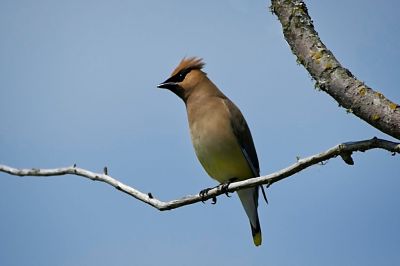 Cedar Waxwing
There were a few adults like this one, and several juveniles also

