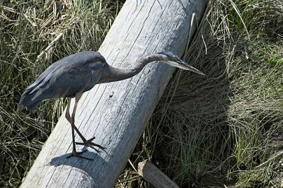 Great Blue Heron
We stumbled upon this This Great Blue Heron on our way out of the area.  He was not too elusive, but also not so cooperative.  The bright log in the background overpowers this shot, making it more of a snapshot than an "image", but it's still one of the better Great Blue shots in my collection.
