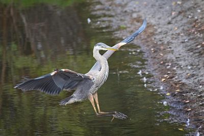 Back Yard Great Blue Heron II
This heron stayed, until someone happened by and scared him off.
