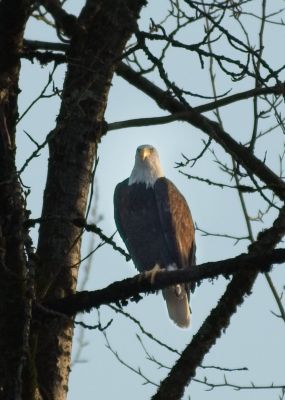 Bald Eagle Closer Up Look
This is exactly the same shot taken Jan 8, 2020, but with more development effort, and a much closer crop.
Keywords: BIRDS;EAGLE;BALD EAGLE;SKYKOMISH