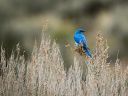 04242020_WesternBluebird_455_PortfolioExp.jpg