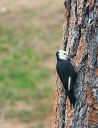 09232020_WhiteHeadedWoodpecker_26_PortfolioExp.jpg