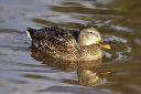 Mallard_Hen_01012020_1~1.jpg