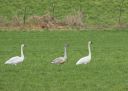Trumpeter_Swans_01272020_1.jpg