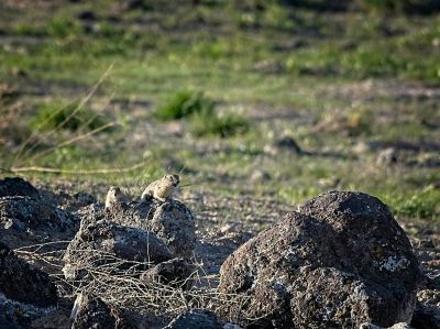 Alarm!  Alarm!  Danger, Close!
A pair of Piute Ground Squirrels sound the alarm as we walk by.  These are a primary food source for the raptors of the Morley Nelson Raptor Conservation Area on the Snake River outside of Meridian, Idaho.
