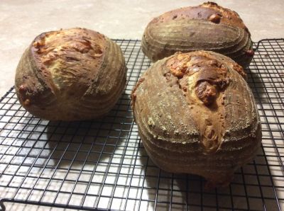 Sourdough Cheese Bread - Jarlsberg Cheese
Adapted from "Bread" by Jeffrey Hamelman (King Arthur Flour Co).  This rendition used Jarlsberg cheese.  Also excellent with Sharp Cheddar, as well as with good Parmesean.  House smells great when this is baking!
Keywords: sourdough;cheese;jarlsberg