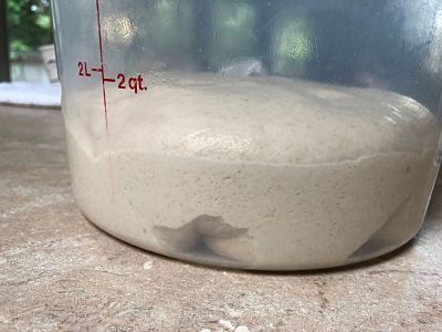 The dough at mid-point of Bulk Fermentation
The dough spends a couple of hours or more in a bucket, just fermenting and building gluten and flavor, before it is divided up and shaped into loaves.
