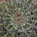 04092020_SaguaritaAz_CactusTour_45_PortfolioExp.jpg