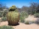 04092020_SaguaritaAz_CactusTour_59_PortfolioExp.jpg