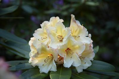  Rhododendron
An early bloom at Meerkerk Gardens on Whidby Island WA
