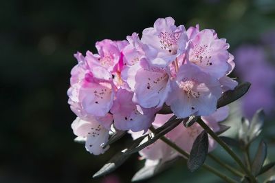 Blushing Rhododendron
An early bloom at Meerkerk Gardens on Whidby Island WA

