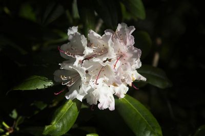  Rhododendron
An early bloom at Meerkerk Gardens on Whidby Island WA
