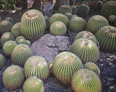 Cctus Garden Beauties
Seen at the Lotus Gardens of Montecito (Santa Barbara)
