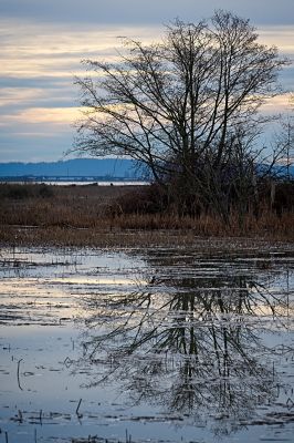 Silhouette
Just enough light for this.
