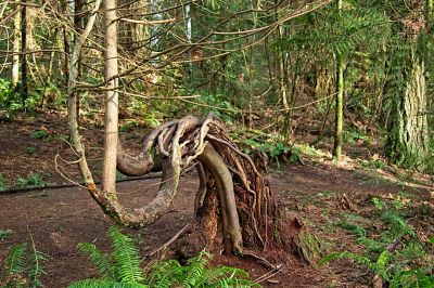 Yet Another Tortured Tree
This tree looks like an Ostrich, or perhaps a Kangaroo, or...  Just about anything but a tree!  Another specimen at Ferrel-McWhirter Farm Park
