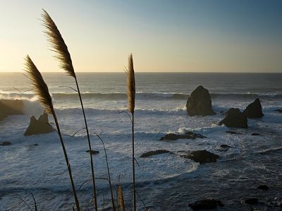 Sundown Silhouette
Pampas grass in the setting sun
