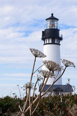 Dry Wild Fennel Against Yaqina Head Lighthouse
This was a fun shot to work on.  There was only one way to do it...  Get LOW!
